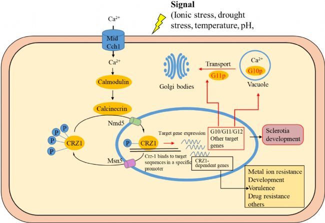 4. 調控機制圖.png