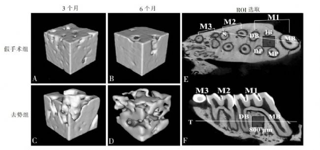 大鼠牙槽骨顯微 CT 二維圖像