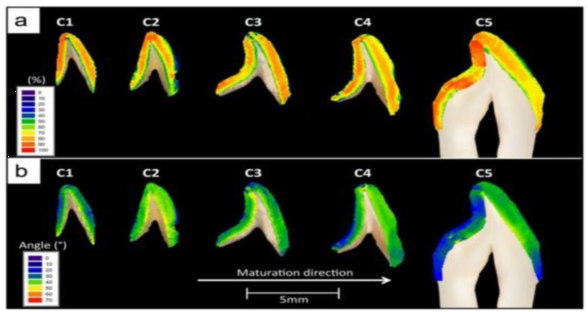 用顯微 CT 方法檢測,顯示礦物質濃度