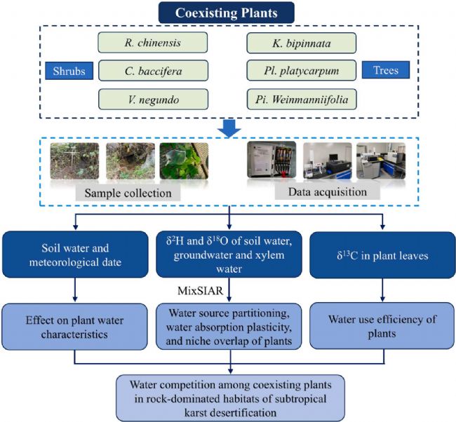 LI-2100在喀斯特石漠化地區植物水分利用研究中的應用