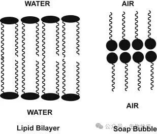 Lipid Bilayer - an overview | ScienceDirect Topics