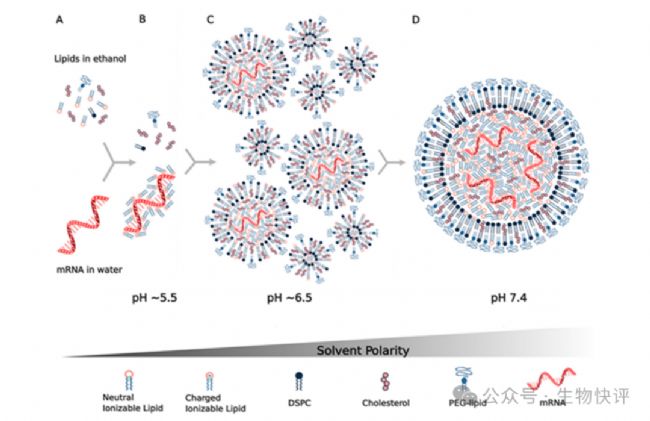MRNA Vaccine | LNP Delivery System Technology Introduction And Excipients  Supply