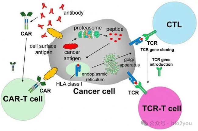Next-Generation CAR-T and TCR-T Cell Therapies for Solid Tumors:  Innovations, Challenges, and Global Development Trends