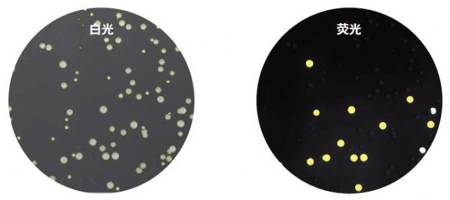 微生物篩選系統