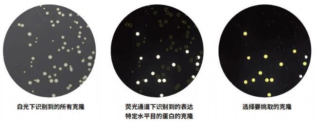 微生物篩選系統