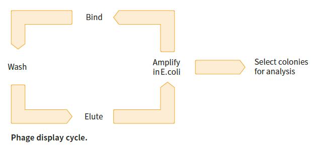 微生物篩選系統