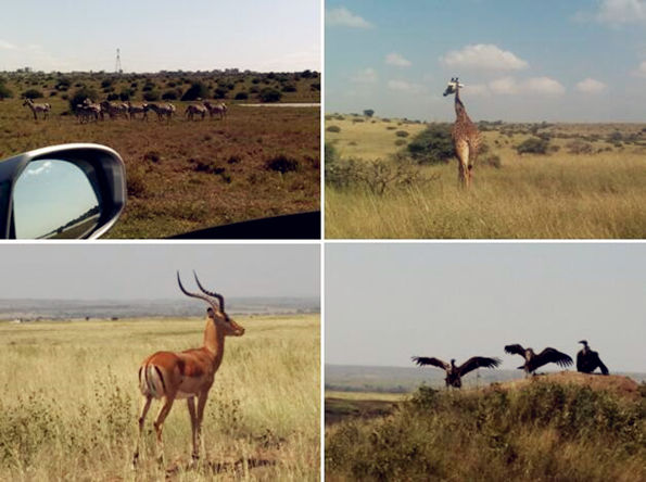 ၆ҼgչKenya Laborum 2016չ