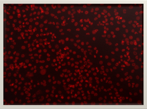 好消息,YEESPEC智能細(xì)胞成像系統(tǒng)全面升級(jí)啦