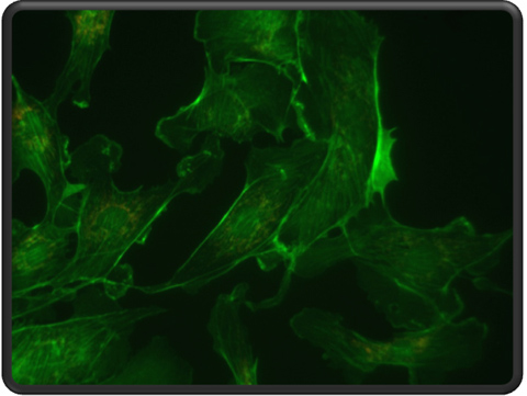 好消息,YEESPEC智能細(xì)胞成像系統(tǒng)全面升級(jí)啦