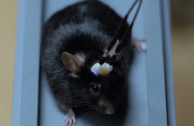 開年大促 | 陶瓷插針低至六折,超級省錢快來開搶吧