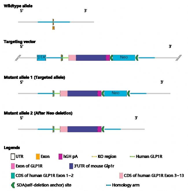 全人源化小鼠模型