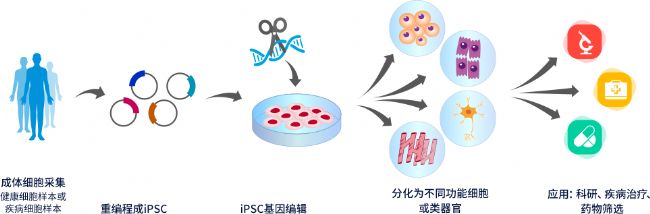 iPSC技術在生物醫藥中的應用與開發策略