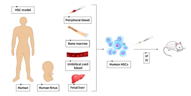 新一代的全免疫系統(tǒng)重建小鼠