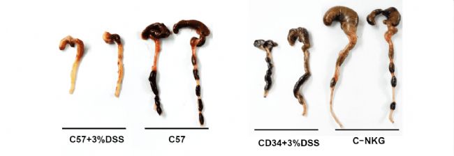 新一代的全免疫系統(tǒng)重建小鼠