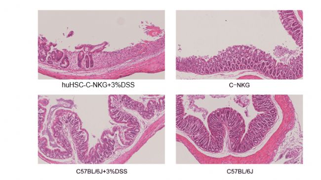 新一代的全免疫系統(tǒng)重建小鼠